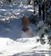 tur svansen sticker upp ur snön